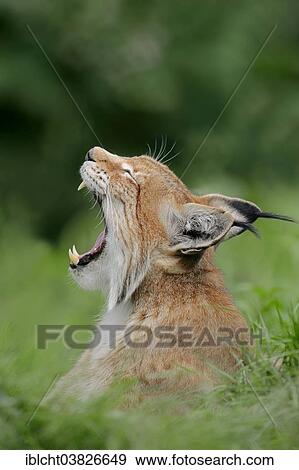 Stock Photo - "Eurasian Lynx or Northern Lynx (Lynx lynx), yawning, captive, North Rhine-Westphalia, Germany, Europe". Fotosearch
