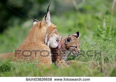 "Eurasian Lynx or Northern Lynx (Lynx lynx), female with kitten, captive, North Rhine-Westphalia, Germany, Europe" View Large Photo Image Stock Photo - "Eurasian Lynx or Northern Lynx (Lynx lynx), female with kitten, captive, North Rhine-Westphalia, Germany, Europe". Fotosearch