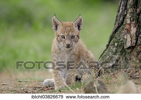 "Eurasian Lynx or Northern Lynx (Lynx lynx), kitten, captive, North Rhine-Westphalia, Germany, Europe" View Large Photo Image Stock Photo - "Eurasian Lynx or Northern Lynx (Lynx lynx), kitten, captive, North Rhine-Westphalia, Germany, Europe". Fotosearch