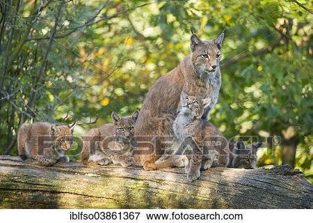 "Eurasian Lynx or Northern Lynx (Lynx lynx), female with kittens, perched on a tree trunk, captive, Lower Saxony, Germany, Europe" View Large Photo Image Stock Photo - "Eurasian Lynx or Northern Lynx (Lynx lynx), female with kittens, perched on a tree trunk, captive, Lower Saxony, Germany, Europe". Fotosearch