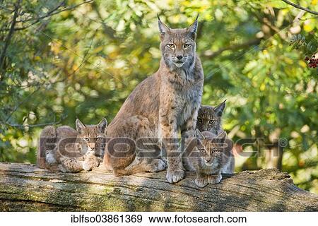 "Eurasian Lynx or Northern Lynx (Lynx lynx), female with kittens, perched on a tree trunk, captive, Lower Saxony, Germany, Europe" View Large Photo Image Stock Photo - "Eurasian Lynx or Northern Lynx (Lynx lynx), female with kittens, perched on a tree trunk, captive, Lower Saxony, Germany, Europe". Fotosearch