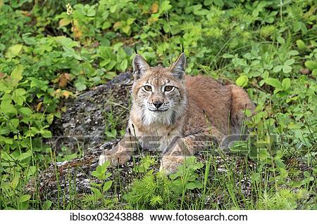 Stock Photo - "Eurasian Lynx or Northern Lynx (Lynx lynx), female, captive, Montana, United States, North America". Fotosearch