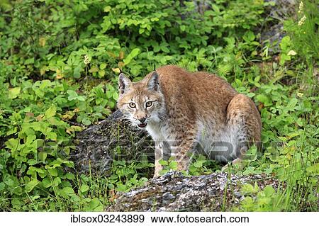 Stock Photo - "Eurasian Lynx or Northern Lynx (Lynx lynx), female, captive, Montana, United States, North America". Fotosearch