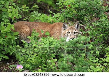 Stock Photograph - "Eurasian Lynx or Northern Lynx (Lynx lynx), female, captive, Montana, United States, North America". Fotosearch
