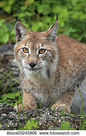 Stock Photograph - "Eurasian Lynx or Northern Lynx (Lynx lynx), female, captive, Montana, United States, North America". Fotosearch