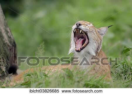 "Eurasian Lynx or Northern Lynx (Lynx lynx), yawning, captive, North Rhine-Westphalia, Germany, Europe" View Large Photo Image Stock Photography - "Eurasian Lynx or Northern Lynx (Lynx lynx), yawning, captive, North Rhine-Westphalia, Germany, Europe". Fotosearch