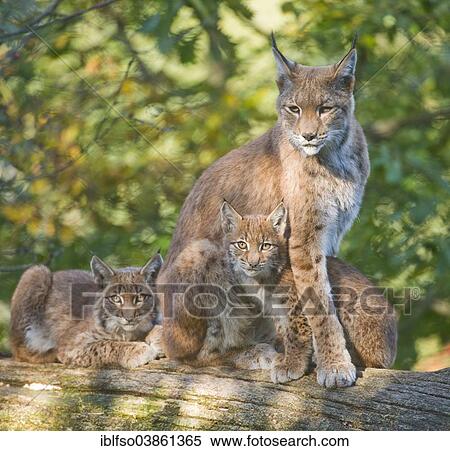 "Eurasian Lynx or Northern Lynx (Lynx lynx), female with kittens, on a tree trunk, captive, Lower Saxony, Germany, Europe" View Large Photo Image Stock Photography - "Eurasian Lynx or Northern Lynx (Lynx lynx), female with kittens, on a tree trunk, captive, Lower Saxony, Germany, Europe". Fotosearch