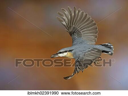 "Eurasian Nuthatch (Sitta europaea), in flight, Bad Hersfeld, Hesse, Germany, Europe" View Large Photo Image Stock Image - "Eurasian Nuthatch (Sitta europaea), in flight, Bad Hersfeld, Hesse, Germany, Europe". Fotosearch