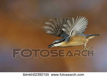 "Eurasian Nuthatch (Sitta europaea), in flight, Bad Hersfeld, Hesse, Germany, Europe" View Large Photo Image Stock Photography - "Eurasian Nuthatch (Sitta europaea), in flight, Bad Hersfeld, Hesse, Germany, Europe". Fotosearch