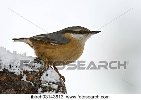 "Eurasian Nuthatch (Sitta europaea), Terfens, Schwaz District, North Tirol, Tirol, Austria, Europe" View Large Photo Image Stock Image - "Eurasian Nuthatch (Sitta europaea), Terfens, Schwaz District, North Tirol, Tirol, Austria, Europe". Fotosearch