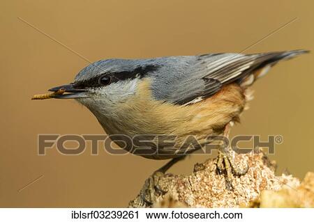 "Eurasian Nuthatch (Sitta europaea), Hesse, Germany, Europe" View Large Photo Image Stock Image - "Eurasian Nuthatch (Sitta europaea), Hesse, Germany, Europe". Fotosearch