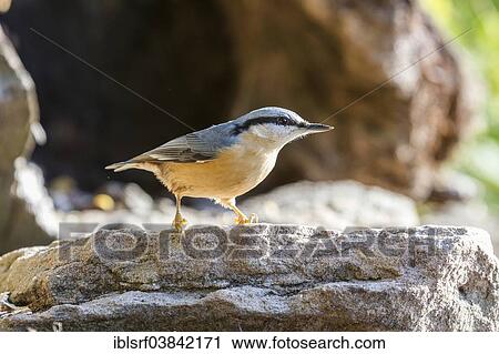 "Eurasian Nuthatch (Sitta europaea), Hesse, Germany, Europe" View Large Photo Image Stock Image - "Eurasian Nuthatch (Sitta europaea), Hesse, Germany, Europe". Fotosearch