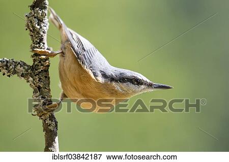 Stock Photo - "Eurasian Nuthatch (Sitta europaea), Hesse, Germany, Europe". Fotosearch