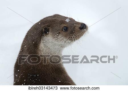 "Eurasian Otter (Lutra lutra), animal enclosure, Bavarian Forest National Park, Bavaria, Germany, Europe" View Large Photo Image Stock Image - "Eurasian Otter (Lutra lutra), animal enclosure, Bavarian Forest National Park, Bavaria, Germany, Europe". Fotosearch