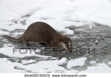 "Eurasian Otter (Lutra lutra), animal enclosure, Bavarian Forest National Park, Bavaria, Germany, Europe" View Large Photo Image Stock Photography - "Eurasian Otter (Lutra lutra), animal enclosure, Bavarian Forest National Park, Bavaria, Germany, Europe". Fotosearch
