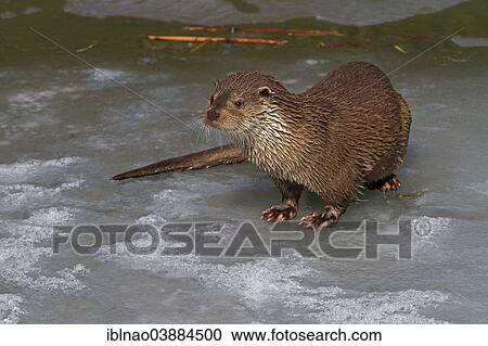 Stock Image - "Eurasian Otter or European Otter (Lutra lutra) in winter, Lower Saxony, Germany, Europe". Fotosearch