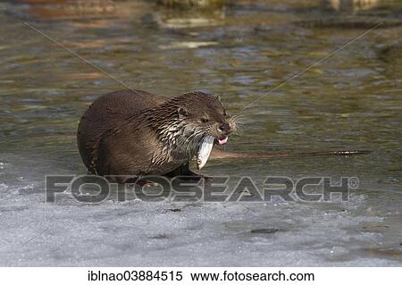 "Eurasian Otter or European Otter (Lutra lutra), with fish in winter, Lower Saxony, Germany, Europe" View Large Photo Image Stock Photography - "Eurasian Otter or European Otter (Lutra lutra), with fish in winter, Lower Saxony, Germany, Europe". Fotosearch