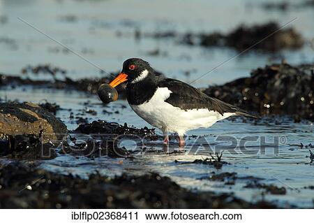 "Eurasian Oystercatcher (Haematopus ostralegus), adult, winter plumage, with clam in beak, feeding in water, Poole Harbour, Dorset, England, United Kingdom, Europe" View Large Photo Image Stock Image - "Eurasian Oystercatcher (Haematopus ostralegus), adult, winter plumage, with clam in beak, feeding in water, Poole Harbour, Dorset, England, United Kingdom, Europe". Fotosearch
