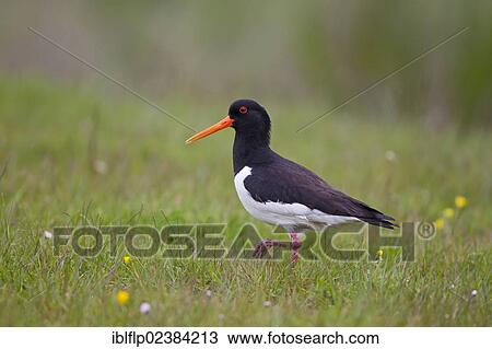 "Eurasian Oystercatcher (Haematopus ostralegus), adult, walking on grazing marsh, Suffolk, England, United Kingdom, Europe" View Large Photo Image Stock Image - "Eurasian Oystercatcher (Haematopus ostralegus), adult, walking on grazing marsh, Suffolk, England, United Kingdom, Europe". Fotosearch