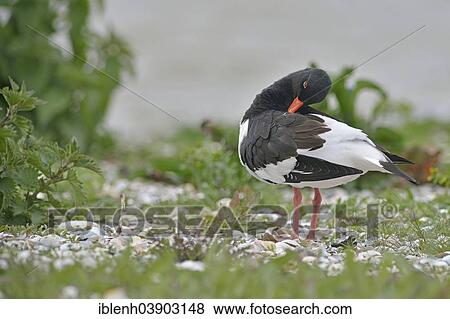 "Eurasian oystercatcher (Haematopus ostralegus), Texel, province of North Holland, The Netherlands, Europe" View Large Photo Image Stock Photo - "Eurasian oystercatcher (Haematopus ostralegus), Texel, province of North Holland, The Netherlands, Europe". Fotosearch