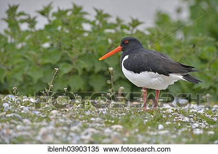 "Eurasian oystercatcher (Haematopus ostralegus), Texel, province of North Holland, The Netherlands, Europe" View Large Photo Image Stock Photography - "Eurasian oystercatcher (Haematopus ostralegus), Texel, province of North Holland, The Netherlands, Europe". Fotosearch