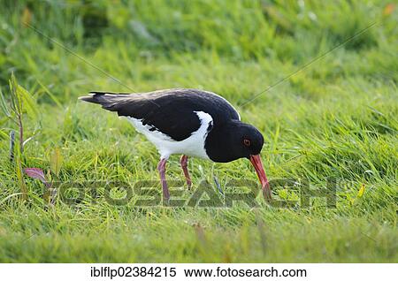 "Eurasian Oystercatcher (Haematopus ostralegus), adult, foraging on grassland, Elmley Marshes National Nature Reserve, Isle of Sheppey, Kent, England, United Kingdom, Europe" View Large Photo Image Stock Photography - "Eurasian Oystercatcher (Haematopus ostralegus), adult, foraging on grassland, Elmley Marshes National Nature Reserve, Isle of Sheppey, Kent, England, United Kingdom, Europe". Fotosearch