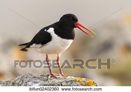 "Eurasian Oystercatcher or Common Pied Oystercatcher (Haematopus ostralegus), Shetland Islands, Scotland, United Kingdom, Europe" View Large Photo Image Stock Image - "Eurasian Oystercatcher or Common Pied Oystercatcher (Haematopus ostralegus), Shetland Islands, Scotland, United Kingdom, Europe". Fotosearch