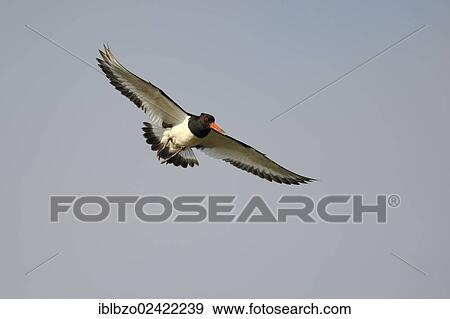 Eurasian Oystercatcher or Common Pied Oystercatcher (Haematopus ostralegus), in flight, Texel, Wadden Islands, Netherlands, Holland, Europe View Large Photo Image Stock Photo - Eurasian Oystercatcher or Common Pied Oystercatcher (Haematopus ostralegus), in flight, Texel, Wadden Islands, Netherlands, Holland, Europe. Fotosearch