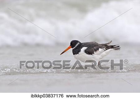 "Eurasian Oystercatcher or Common Pied Oystercatcher (Haematopus ostralegus), Heligoland, Schleswig-Holstein, Germany, Europe" View Large Photo Image Stock Photograph - "Eurasian Oystercatcher or Common Pied Oystercatcher (Haematopus ostralegus), Heligoland, Schleswig-Holstein, Germany, Europe". Fotosearch