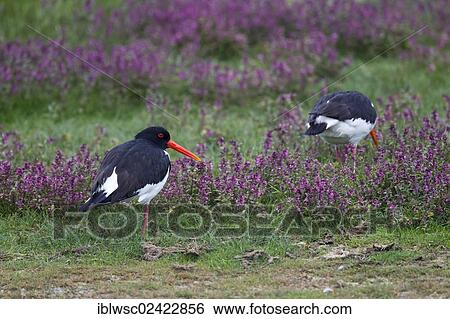 Eurasian Oystercatcher or Common Pied Oystercatcher, (Haematopus ostralegus), Texel, Holland, Netherlands, Europe View Large Photo Image Stock Photograph - Eurasian Oystercatcher or Common Pied Oystercatcher, (Haematopus ostralegus), Texel, Holland, Netherlands, Europe. Fotosearch