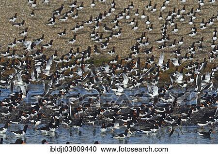 "Eurasian Oystercatchers (Haematopus ostralegus) leaving high tide roost, Snettisham, the Wash, Norfolk, England, United Kingdom, Europe" View Large Photo Image Stock Image - "Eurasian Oystercatchers (Haematopus ostralegus) leaving high tide roost, Snettisham, the Wash, Norfolk, England, United Kingdom, Europe". Fotosearch