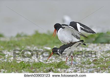 "Eurasian oystercatchers (Haematopus ostralegus), mating, Texel, province of North Holland, The Netherlands, Europe" View Large Photo Image Stock Image - "Eurasian oystercatchers (Haematopus ostralegus), mating, Texel, province of North Holland, The Netherlands, Europe". Fotosearch