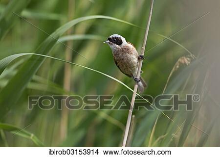 "Eurasian Penduline Tit or European Penduline Tit (Remiz pendulinus), Lake Neusiedl, Illmitz, Burgenland, Austria, Europe" View Large Photo Image Picture - "Eurasian Penduline Tit or European Penduline Tit (Remiz pendulinus), Lake Neusiedl, Illmitz, Burgenland, Austria, Europe". Fotosearch