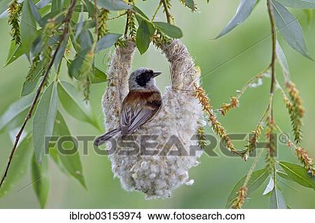 Picture - "Eurasian Penduline Tit or European Penduline Tit (Remiz pendulinus), male building a nest, Lake Neusiedl, Illmitz, Burgenland, Austria, Europe". Fotosearch