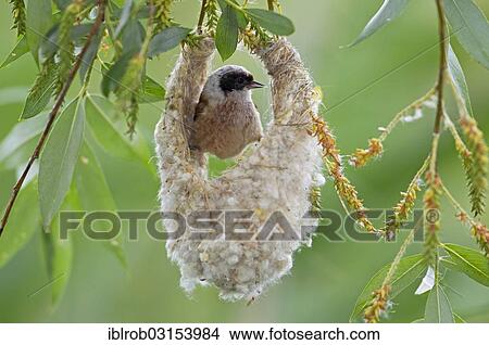 "Eurasian Penduline Tit or European Penduline Tit (Remiz pendulinus), male building a nest, Lake Neusiedl, Illmitz, Burgenland, Austria, Europe" View Large Photo Image Picture - "Eurasian Penduline Tit or European Penduline Tit (Remiz pendulinus), male building a nest, Lake Neusiedl, Illmitz, Burgenland, Austria, Europe". Fotosearch