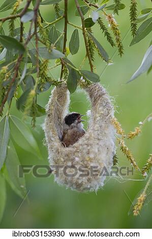 "Eurasian Penduline Tit or European Penduline Tit (Remiz pendulinus), male singing on half-finished nest, Lake Neusiedl, Illmitz, Burgenland, Austria, Europe" View Large Photo Image Stock Image - "Eurasian Penduline Tit or European Penduline Tit (Remiz pendulinus), male singing on half-finished nest, Lake Neusiedl, Illmitz, Burgenland, Austria, Europe". Fotosearch
