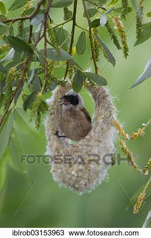 "Eurasian Penduline Tit or European Penduline Tit (Remiz pendulinus), male singing on half-finished nest, Lake Neusiedl, Illmitz, Burgenland, Austria, Europe" View Large Photo Image Stock Image - "Eurasian Penduline Tit or European Penduline Tit (Remiz pendulinus), male singing on half-finished nest, Lake Neusiedl, Illmitz, Burgenland, Austria, Europe". Fotosearch