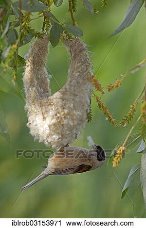 "Eurasian Penduline Tit or European Penduline Tit (Remiz pendulinus), rival male bird robbing nesting material, Lake Neusiedl, Illmitz, Burgenland, Austria, Europe" View Large Photo Image Stock Image - "Eurasian Penduline Tit or European Penduline Tit (Remiz pendulinus), rival male bird robbing nesting material, Lake Neusiedl, Illmitz, Burgenland, Austria, Europe". Fotosearch