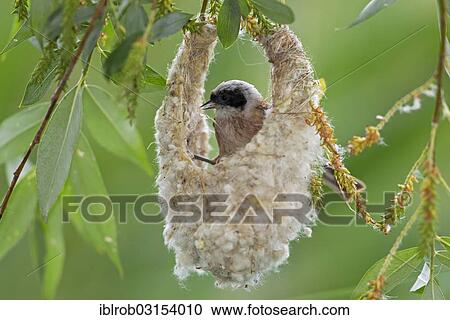 "Eurasian Penduline Tit or European Penduline Tit (Remiz pendulinus), male building a nest, Lake Neusiedl, Illmitz, Burgenland, Austria, Europe" View Large Photo Image Stock Image - "Eurasian Penduline Tit or European Penduline Tit (Remiz pendulinus), male building a nest, Lake Neusiedl, Illmitz, Burgenland, Austria, Europe". Fotosearch