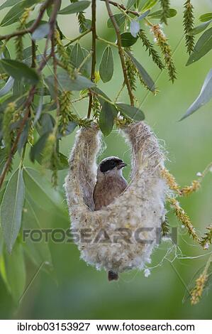 "Eurasian Penduline Tit or European Penduline Tit (Remiz pendulinus), male building a nest, Lake Neusiedl, Illmitz, Burgenland, Austria, Europe" View Large Photo Image Stock Photo - "Eurasian Penduline Tit or European Penduline Tit (Remiz pendulinus), male building a nest, Lake Neusiedl, Illmitz, Burgenland, Austria, Europe". Fotosearch