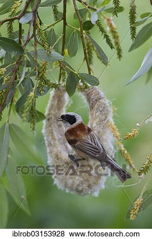 "Eurasian Penduline Tit or European Penduline Tit (Remiz pendulinus), male building a nest, Lake Neusiedl, Illmitz, Burgenland, Austria, Europe" View Large Photo Image Stock Photo - "Eurasian Penduline Tit or European Penduline Tit (Remiz pendulinus), male building a nest, Lake Neusiedl, Illmitz, Burgenland, Austria, Europe". Fotosearch