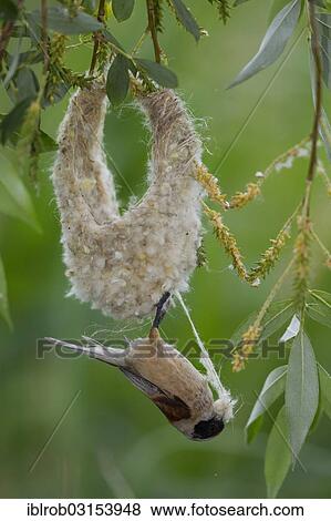 "Eurasian Penduline Tit or European Penduline Tit (Remiz pendulinus), rival male bird robbing nesting material, Lake Neusiedl, Illmitz, Burgenland, Austria, Europe" View Large Photo Image Stock Photo - "Eurasian Penduline Tit or European Penduline Tit (Remiz pendulinus), rival male bird robbing nesting material, Lake Neusiedl, Illmitz, Burgenland, Austria, Europe". Fotosearch