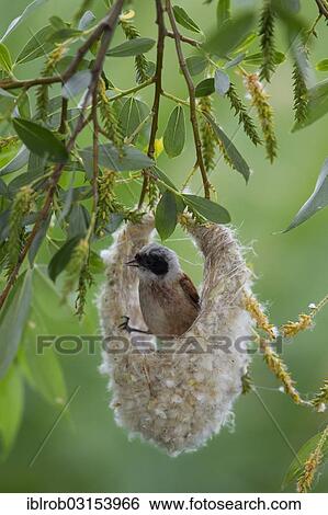 "Eurasian Penduline Tit or European Penduline Tit (Remiz pendulinus), male building a nest, Lake Neusiedl, Illmitz, Burgenland, Austria, Europe" View Large Photo Image Stock Photograph - "Eurasian Penduline Tit or European Penduline Tit (Remiz pendulinus), male building a nest, Lake Neusiedl, Illmitz, Burgenland, Austria, Europe". Fotosearch