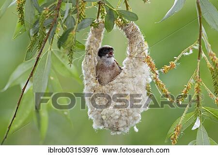 "Eurasian Penduline Tit or European Penduline Tit (Remiz pendulinus), male singing on half-finished nest, Lake Neusiedl, Illmitz, Burgenland, Austria, Europe" View Large Photo Image Stock Photograph - "Eurasian Penduline Tit or European Penduline Tit (Remiz pendulinus), male singing on half-finished nest, Lake Neusiedl, Illmitz, Burgenland, Austria, Europe". Fotosearch