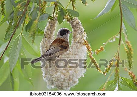 "Eurasian Penduline Tit or European Penduline Tit (Remiz pendulinus), male building a nest, Lake Neusiedl, Illmitz, Burgenland, Austria, Europe" View Large Photo Image Stock Photograph - "Eurasian Penduline Tit or European Penduline Tit (Remiz pendulinus), male building a nest, Lake Neusiedl, Illmitz, Burgenland, Austria, Europe". Fotosearch