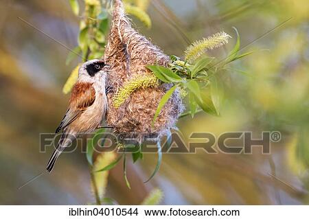 Picture - "Eurasian Penduline Tit (Remiz pendulinus), male, building a hanging nest, Middle Elbe, Saxony-Anhalt, Germany, Europe". Fotosearch