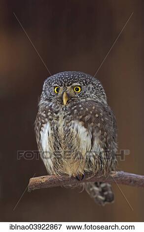 "Eurasian Pygmy Owl (Glaucidium passerinum), Schleswig-Holstein, Germany, Europe" View Large Photo Image Stock Photo - "Eurasian Pygmy Owl (Glaucidium passerinum), Schleswig-Holstein, Germany, Europe". Fotosearch