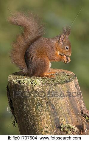 "Eurasian Red Squirrel (Sciurus vulgaris), adult feeding, holding food, conifer woodland, Borders, Scotland, United Kingdom, Europe" View Large Photo Image Picture - "Eurasian Red Squirrel (Sciurus vulgaris), adult feeding, holding food, conifer woodland, Borders, Scotland, United Kingdom, Europe". Fotosearch