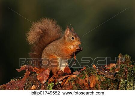 "Eurasian Red Squirrel (Sciurus vulgaris), adult sitting on tree stump, feeding on hazelnut in autumn, Scotland, United Kingdom, Europe" View Large Photo Image Stock Image - "Eurasian Red Squirrel (Sciurus vulgaris), adult sitting on tree stump, feeding on hazelnut in autumn, Scotland, United Kingdom, Europe". Fotosearch