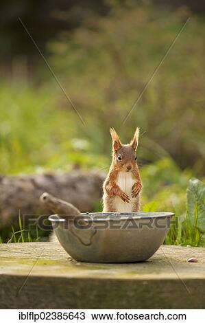 "Eurasian Red Squirrel (Sciurus vulgaris), adult, feeding at pot in garden, North Yorkshire, England, United Kingdom, Europe" View Large Photo Image Stock Image - "Eurasian Red Squirrel (Sciurus vulgaris), adult, feeding at pot in garden, North Yorkshire, England, United Kingdom, Europe". Fotosearch
